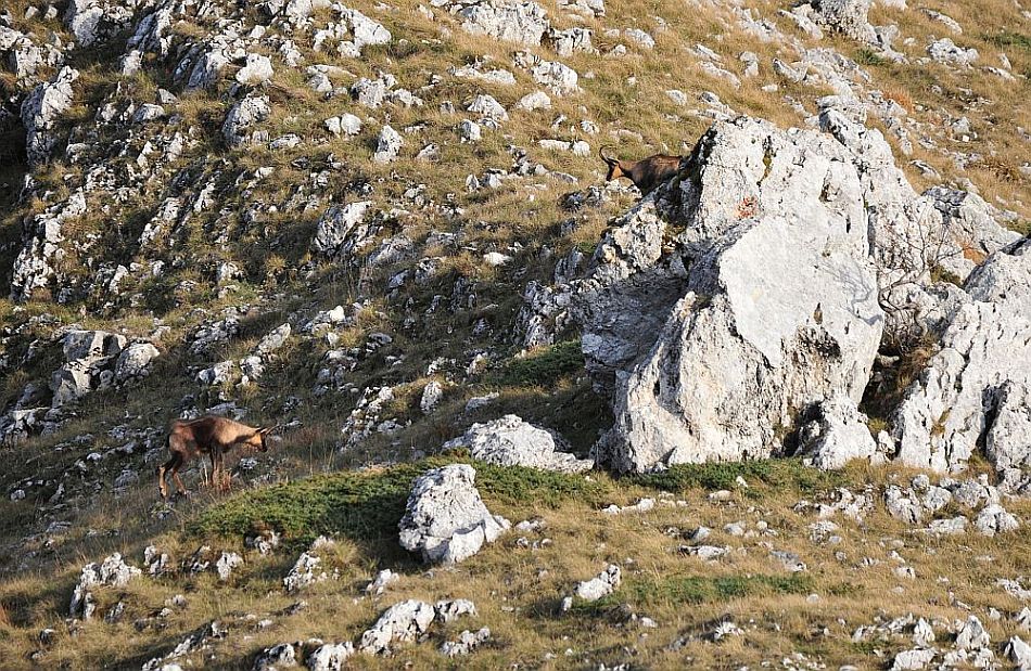 Camoscio appenninico - Rupicapra pyrenaica ornata